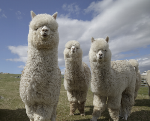 Alpacas