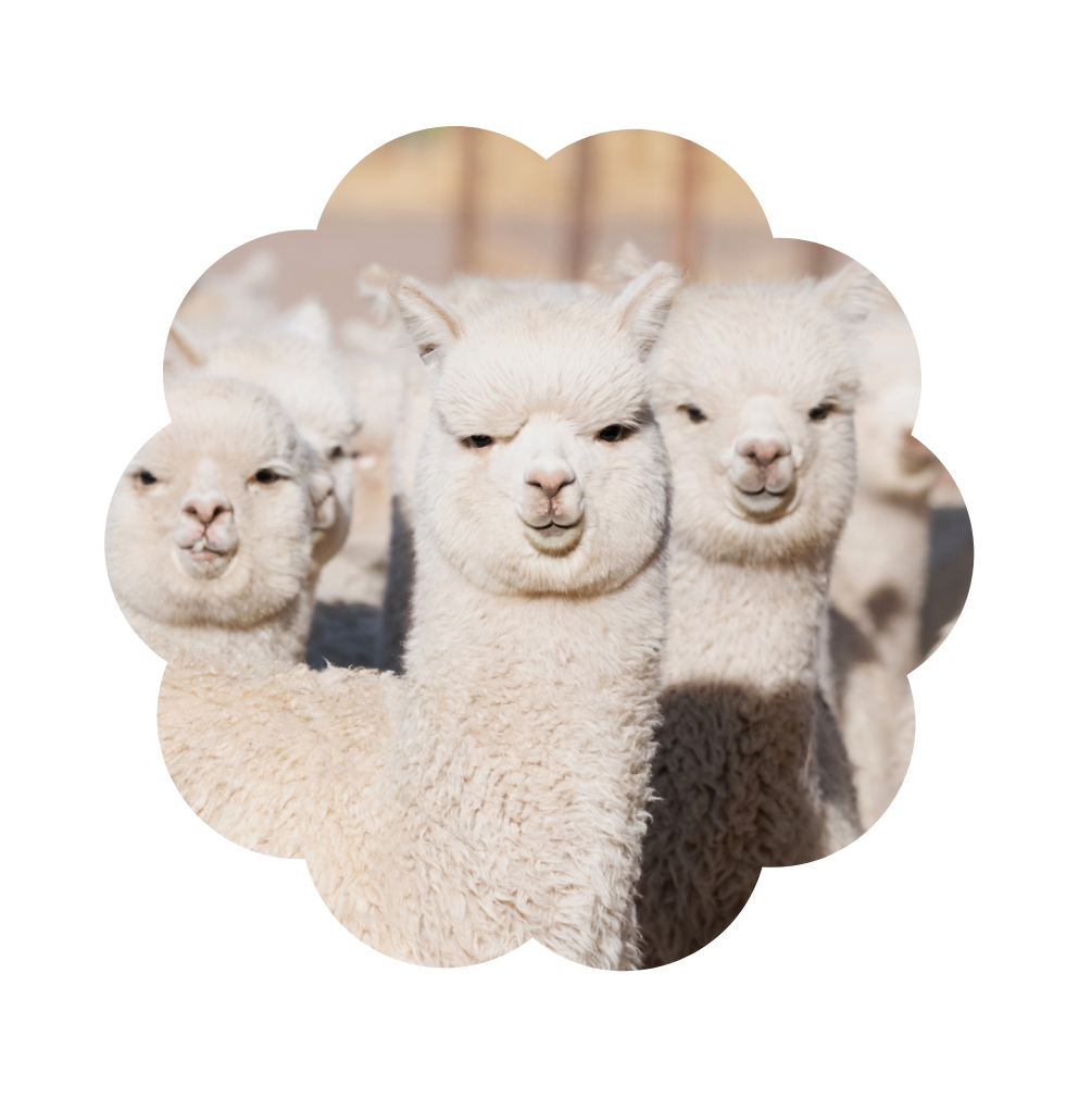 alpaca