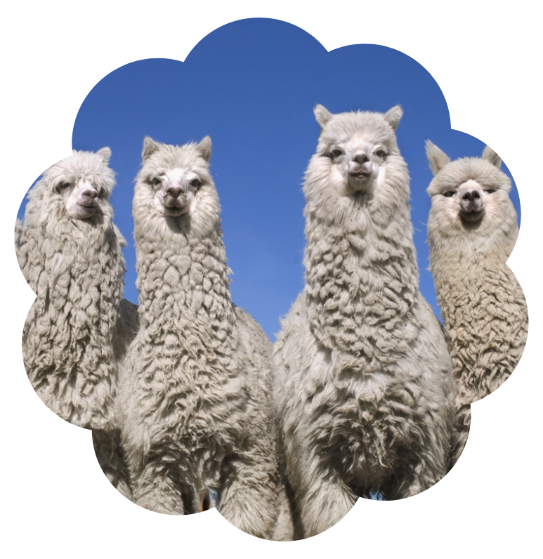 alpaca