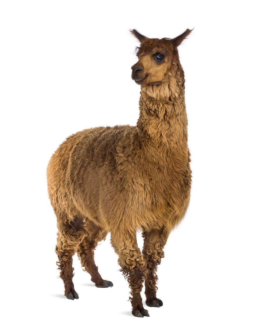 Image of Alpaca