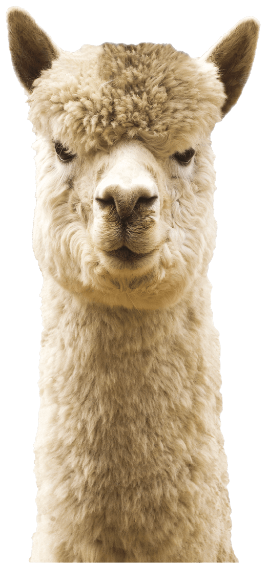 Image of Alpaca